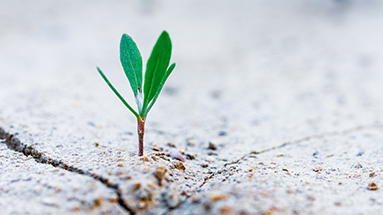 Vergis-die-Vergangenheit_383x215px SCHAU IMMER AUF JESUS